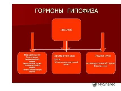 Секретируемые гормоны гипофиза