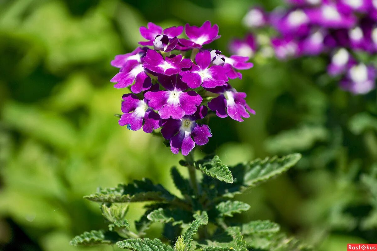 вербена новогвинейская. вербена бальзафит. какой запах у вербены. супербена вербена. какой запах у вербены.