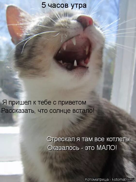 стих я пишу тебе с приветом