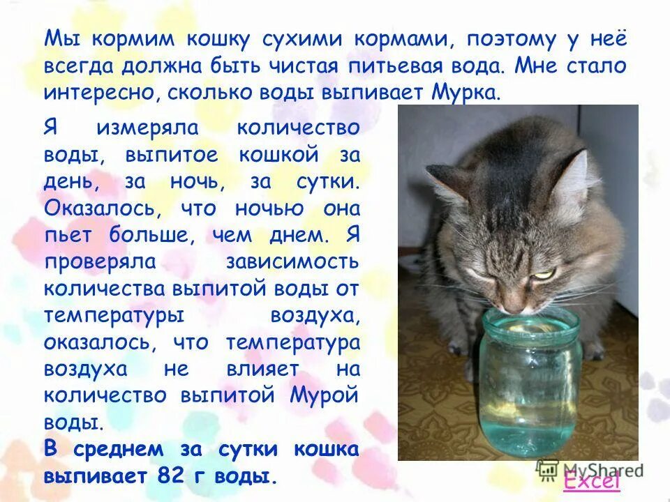 Почему кошка мало пьет