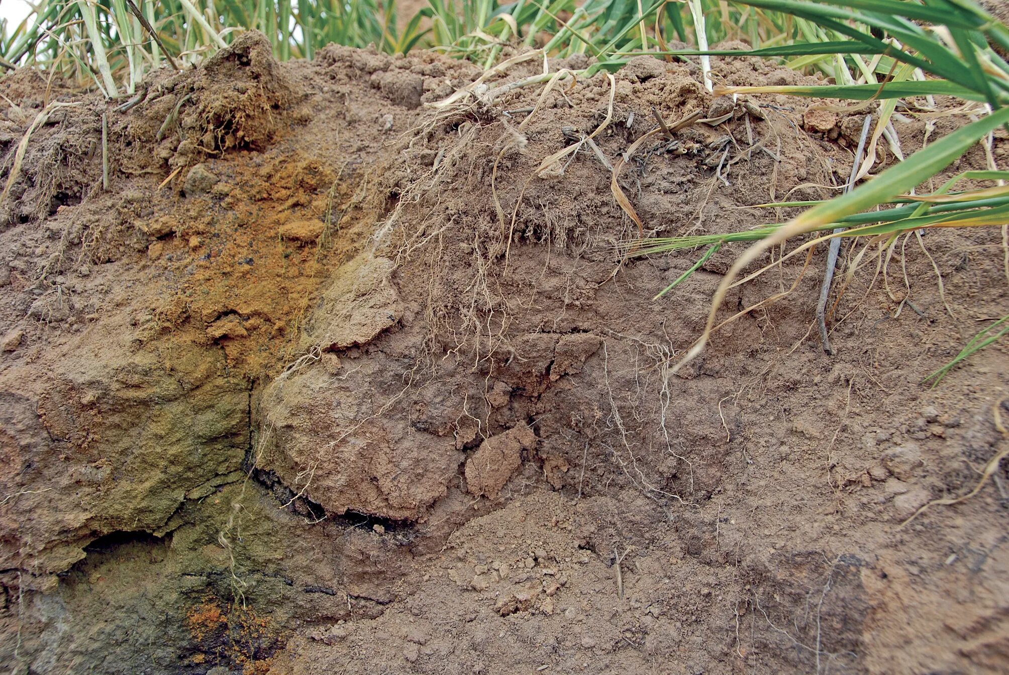 Почвы малоплодородны и сильно заболочены короткие. Почвы. Естественные ненарушенные почвы. Растения в почве. Гипсование почв.
