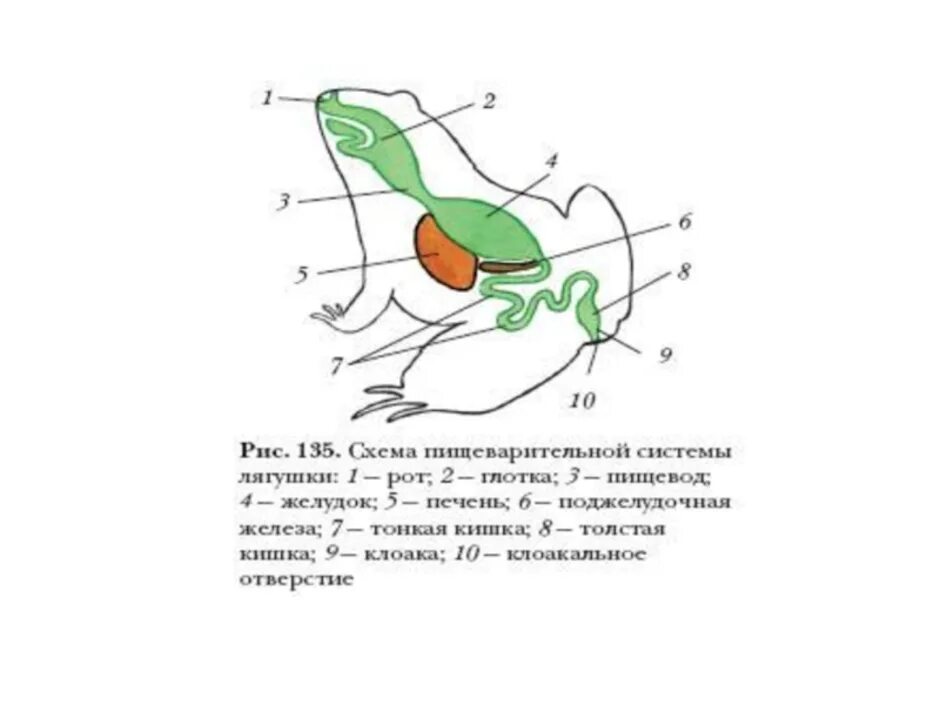 Земноводные печень. Схема пищеварительной системы лягушки. Схема пищеварительной системы лягушки рисунок. Схема пищевар системы лягушки. Схема пищеварительной системы лягушки рис 129.