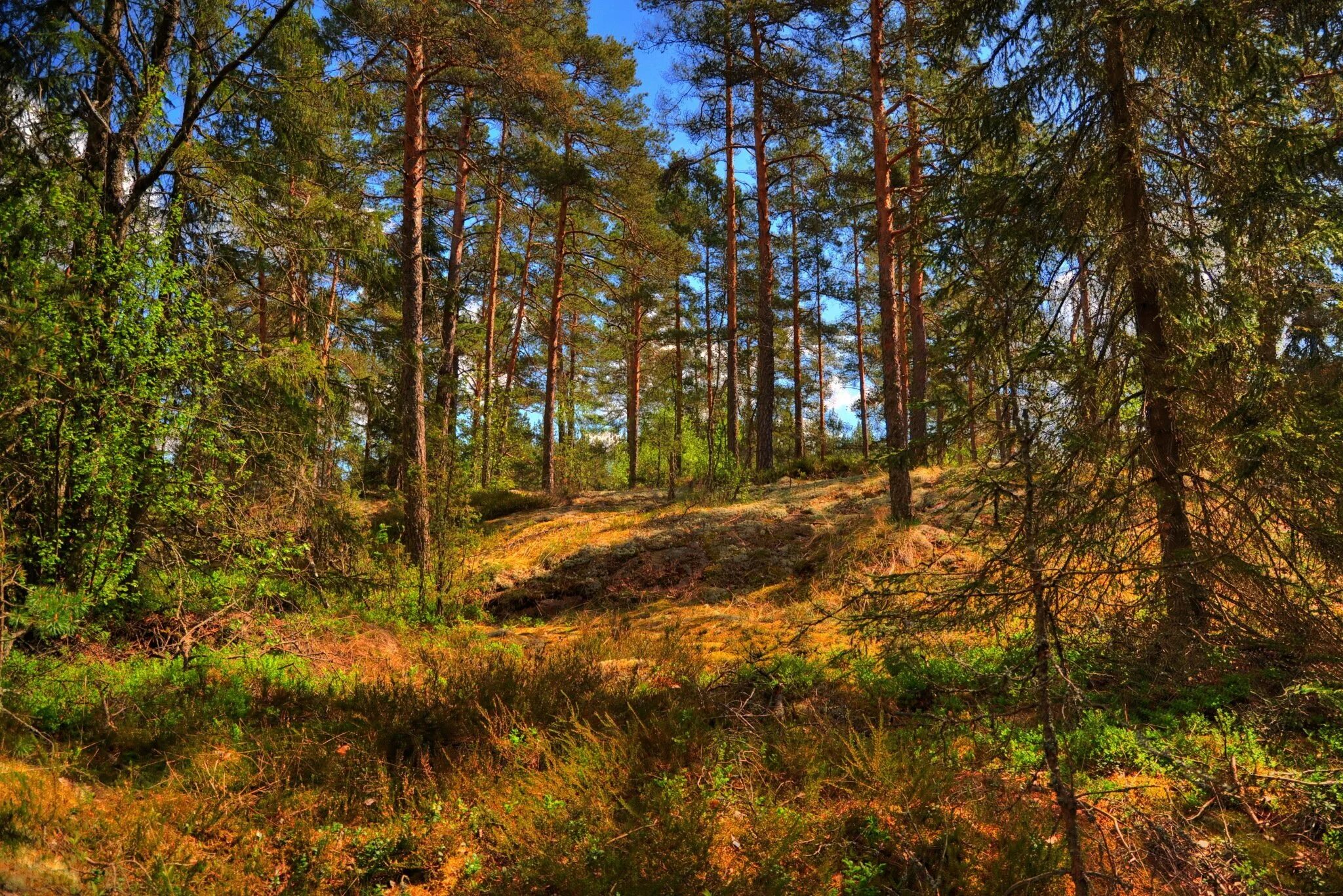 сибирский лес сибирская тайга летом. сосновый бор марий эл природа. в далеком северном лесу. холмистый лес. природа россии тайга.