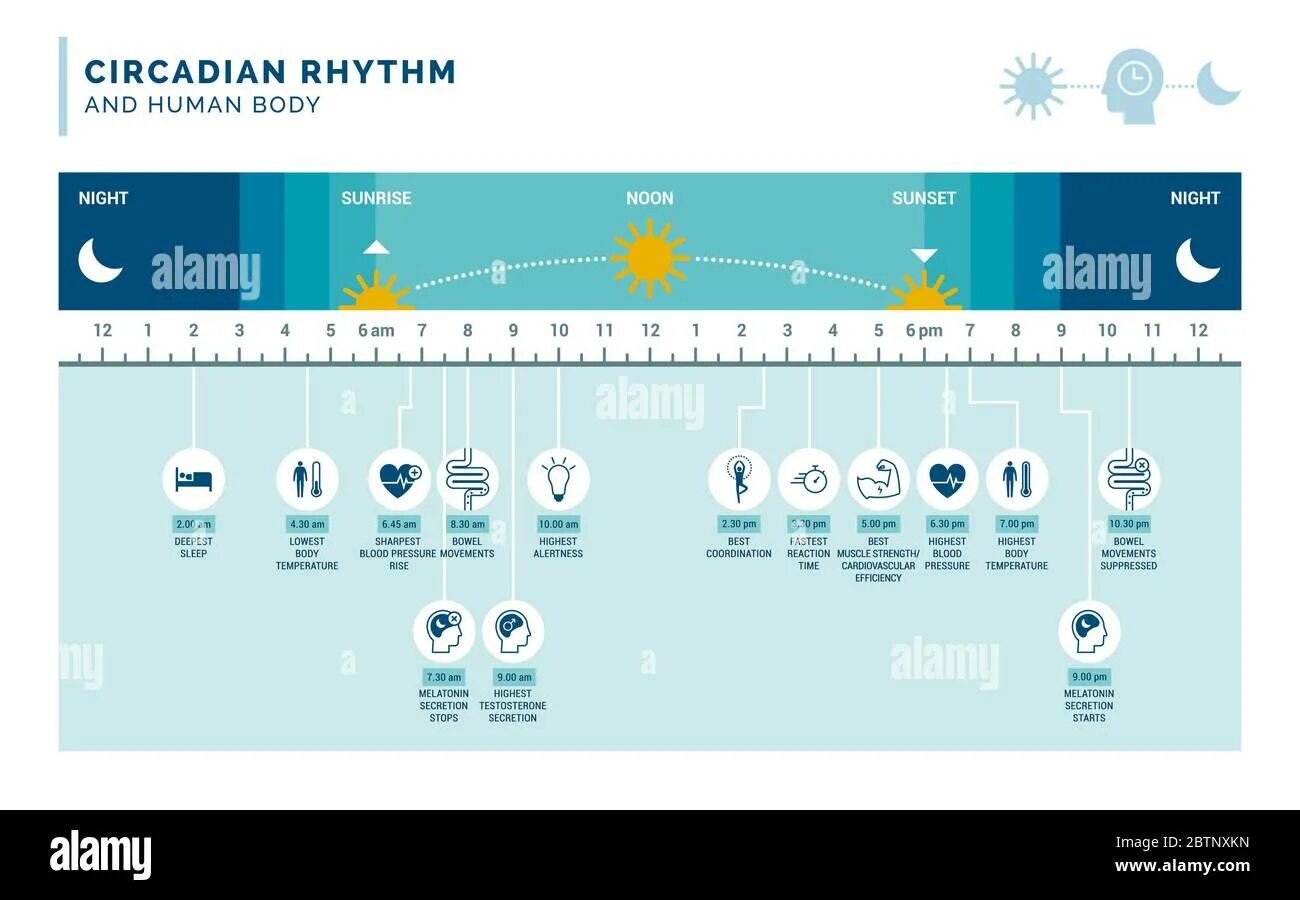 Циркадные ритмы у подростков. Circadian rhythm chart зтп. Adenosine and circadian rhythm. Circadian rhythm fasting. Circadian rhythm.