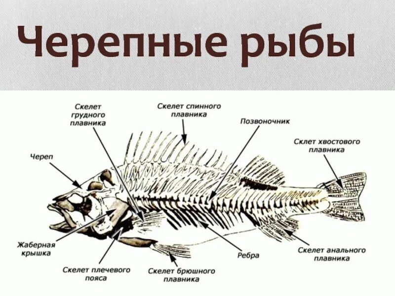 Позвоночные или черепные внешнее строение рыб. Строение скелета речного окуня. скелет костистой рыбы речной окунь. скелет костной рыбы 7 класс биология. скелет рыбы строение биология.