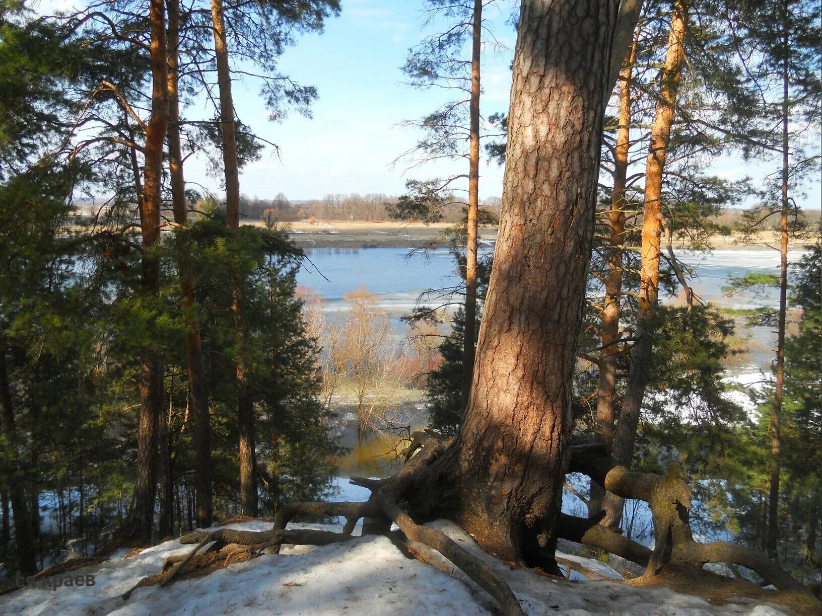 Солотча где. Сосновый лес Солотча. Солотча Рязань. Река Старица Солотча. Солотча Рязань лес.