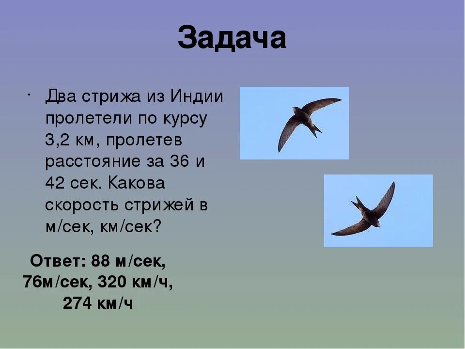 Сообщение о стрижах 4 класс литература. Информация о Стрижах. Сообщение о Стрижах. Презентация про Стрижей. Интересные факты о Стрижах.