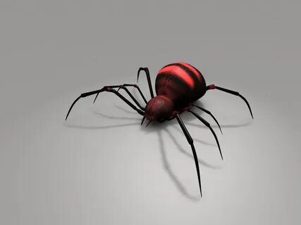 Spider full