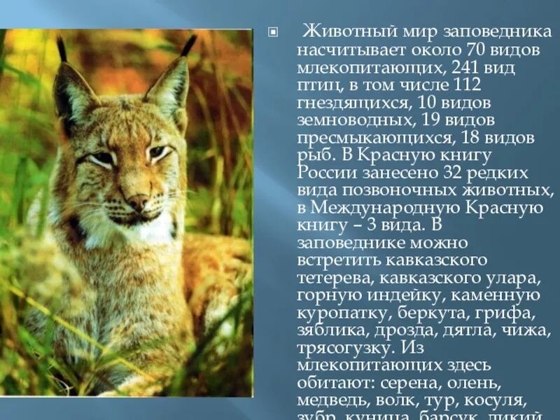 Проект 4 класса животные