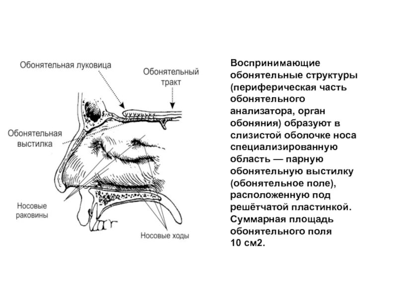 Орган обоняния отделы. Строение периферического отдела обонятельного анализатора. Строение носового анализатора. Обонятельный анализатор строение. Схема строения обонятельного анализатора.