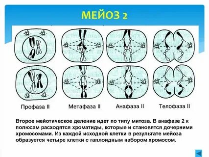 В результате мейоза происходит образование