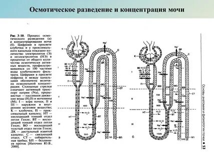 Концентрация мочи