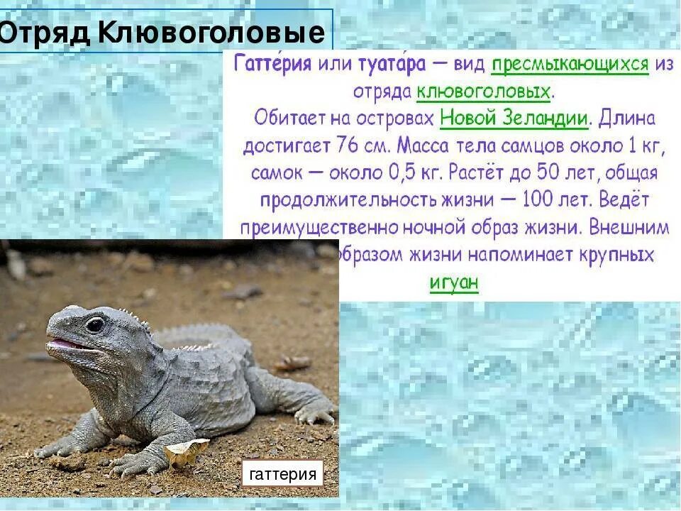 Рептилии отряд Клювоголовые. Клювоголовые пресмыкающиеся. Отряд Клювоголовые общая характеристика. Отряд Клювоголовые гаттерия. Особенности отряда клювоголовые