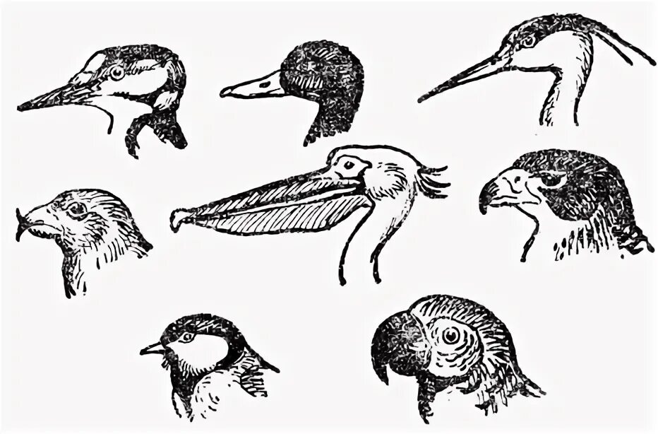 Разнообразие клювов. Клювы птиц. Типы клювов у птиц. Формы клюва у птиц. Разная форма клювов.