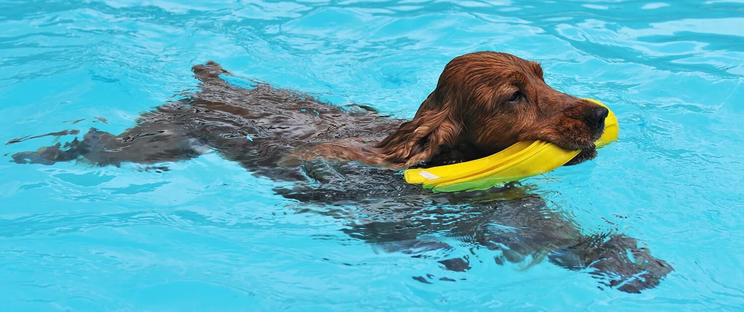 плавание по собачьи. собака плавает на английском. собака плавает на английском. бульдог в бассейне. водяной ретривер.