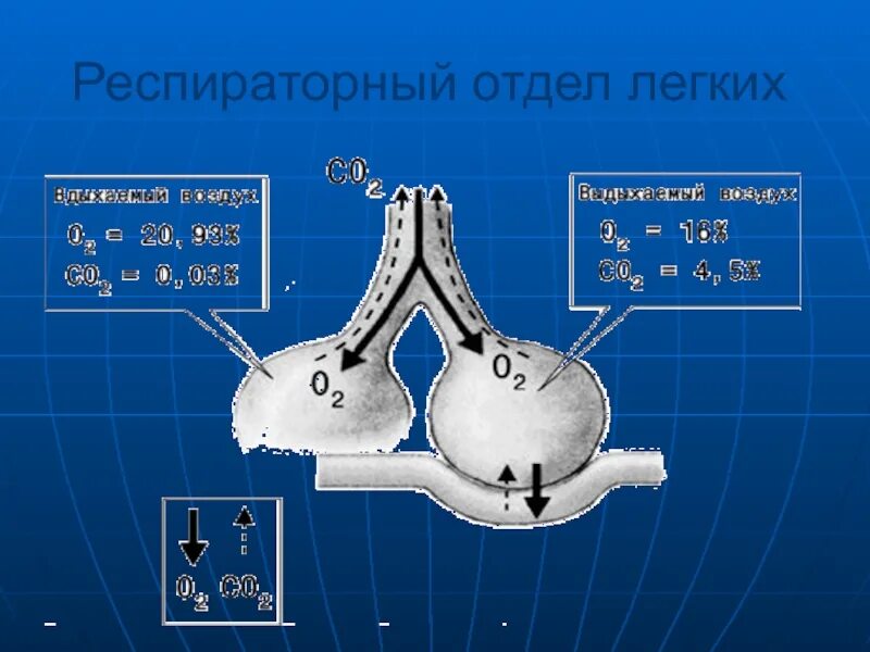 Респираторный отдел легких. Респираторные отдеоы легкие. Респираторные отделы лëгких. Ремпираторный отдел в лёгких.