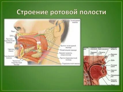 Последовательность ротовой системы