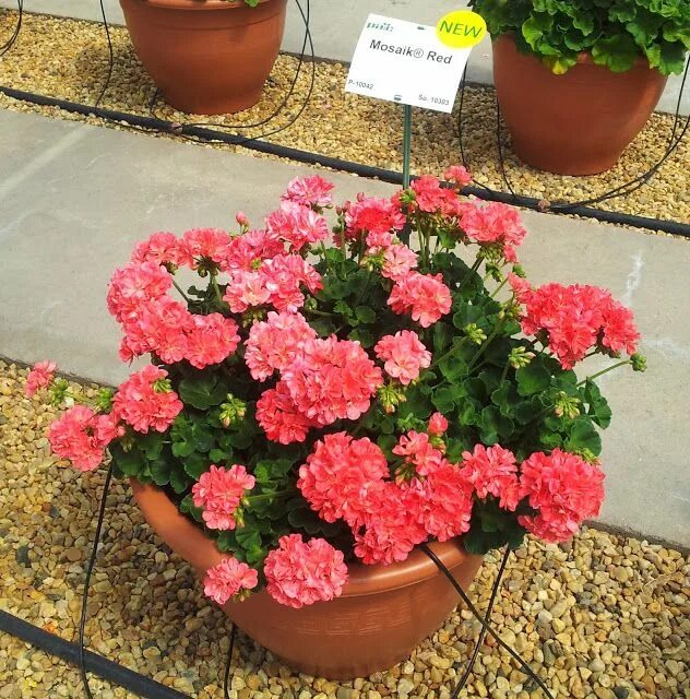 Пеларгония пак мозаик пинк. Питомник пеларгоний. Пеларгония в оранжереях. Пеларгонии в теплице. Саженцы пеларгонии.