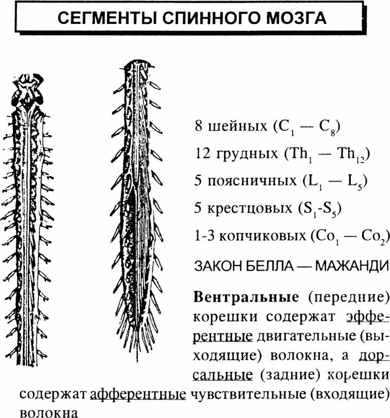 Спинной мозг сегменты таблица. Сегменты с1 с4 спинного мозга. сегменты спинного мозга с6 т6. сегменты спинного мозга таблица. схема сегмента спинного мозга.