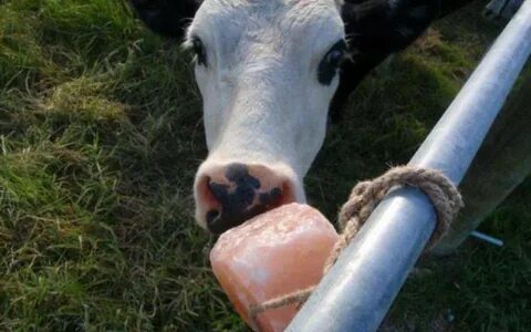 Буря лижет лизунец