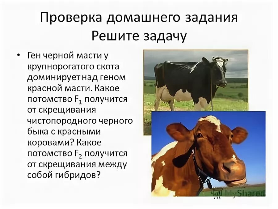 у крупного рогатого скота ген безрогости. чистопородный черный комолый безрогий бык. ген черной масти у крупнорогатого скота доминирует над геном красной. скрещивание коров. скрестили черного быка и красную корову.