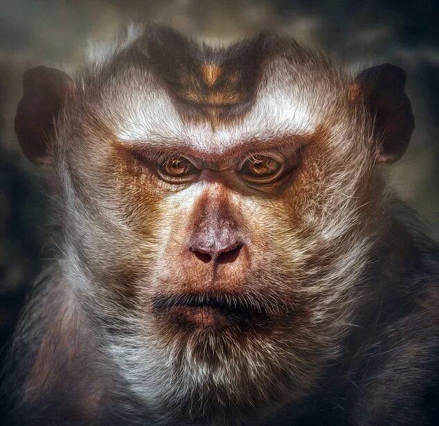 Свинохвостый макак. Портрет обезьяны. Мартышка портрет.