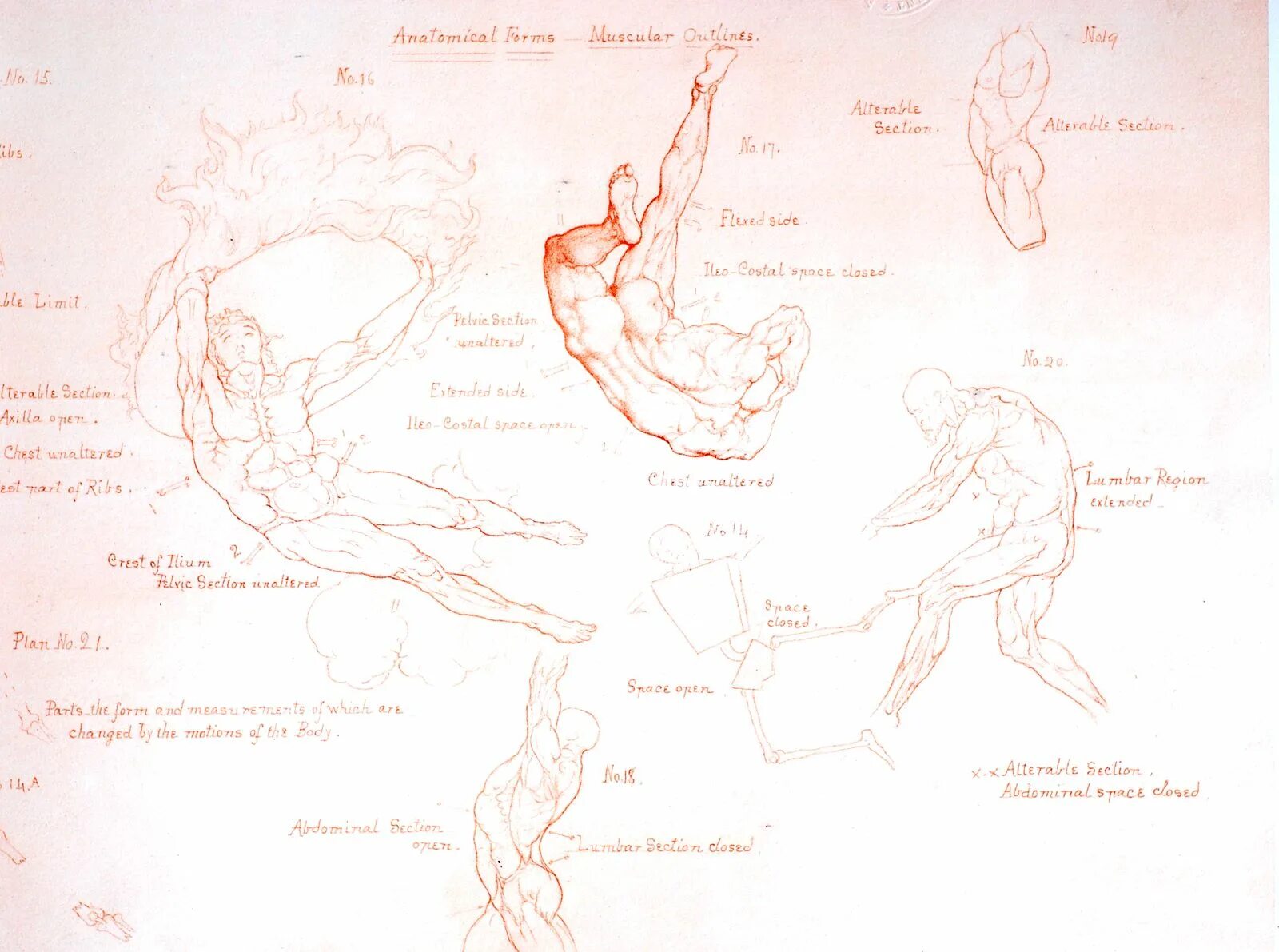 Уильям Риммер / William Rimmer. Art Anatomy Rimmer, William. Скотт Итон анатомия. Божественная анатомия. Анатомия падения оскар