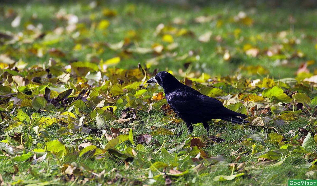 баклан хохлатый средиземноморский. баклан хохлатый средиземноморский. дрозд крымский. дрозд крымский. баклан нырок черноморский птица.