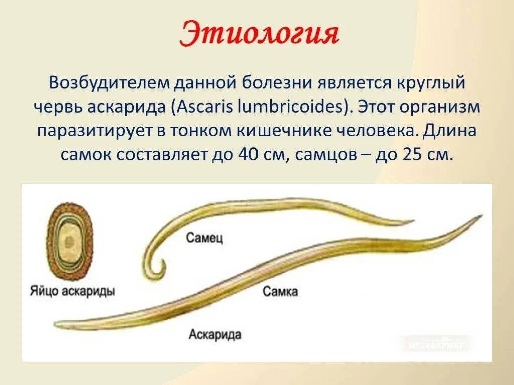 Образ жизни аскариды. Аскаридоз возбудитель рисунок. Аскаридоз возбудитель заболевания. Аскаридоз этиология. Аскаридоз презентация.
