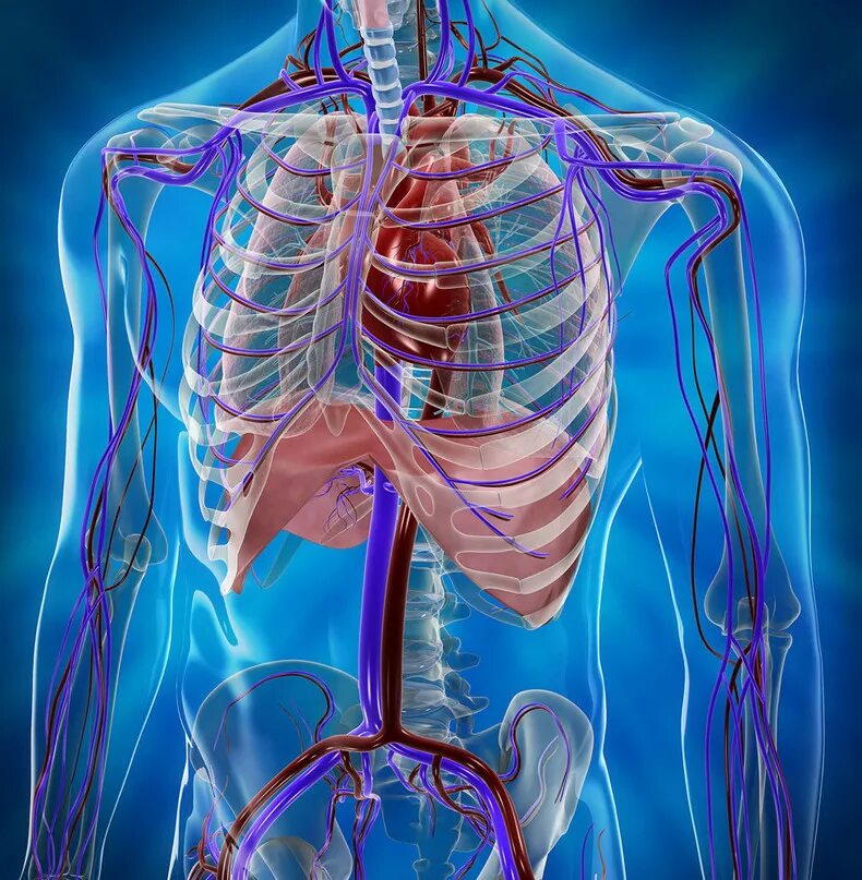 Центры управления сердечно сосудистой дыхательной и пищеварительной. Кровеносная система грудной клетки. Кровеносная система грудной клетки человека. Кровеносная система человека 3d. Кровеносная система человека анатомия грудная.