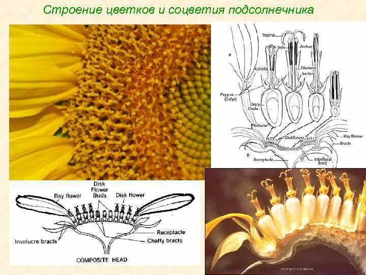 Какое соцветие формируется у подсолнечника. Строение соцветия подсолнечника. строение подсолнуха схема. продольный разрез трубчатого цветка подсолнечника.