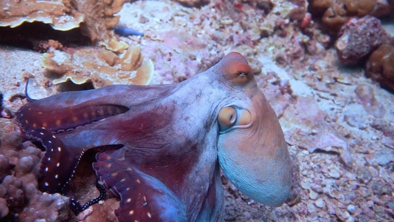 Осьминог меняет цвет. Осьминог меняет окраску. Осьминог меняет окраску. Осьминога осьминог меняет цвет. Осьминог меняет окраску.