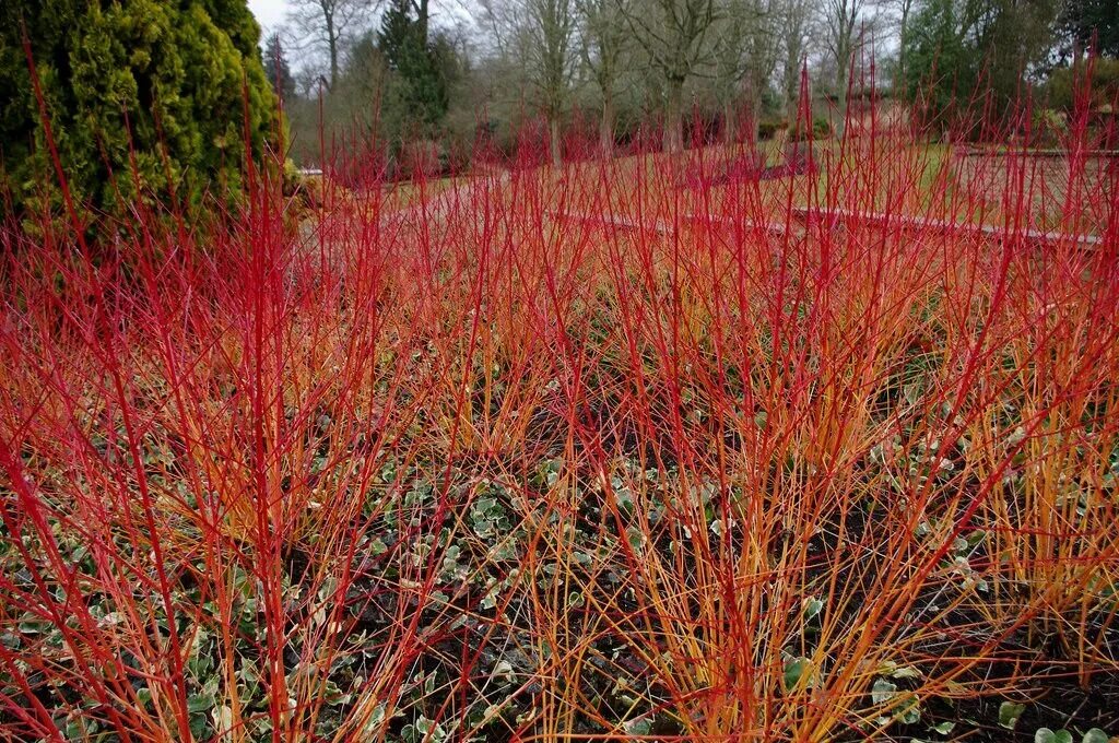 Дерен Винтер оранж. Дерен кроваво-красный (Cornus sanguinea). Дерен красный "Cornus sanguinea Midwinter Fire". Дерен красный купить