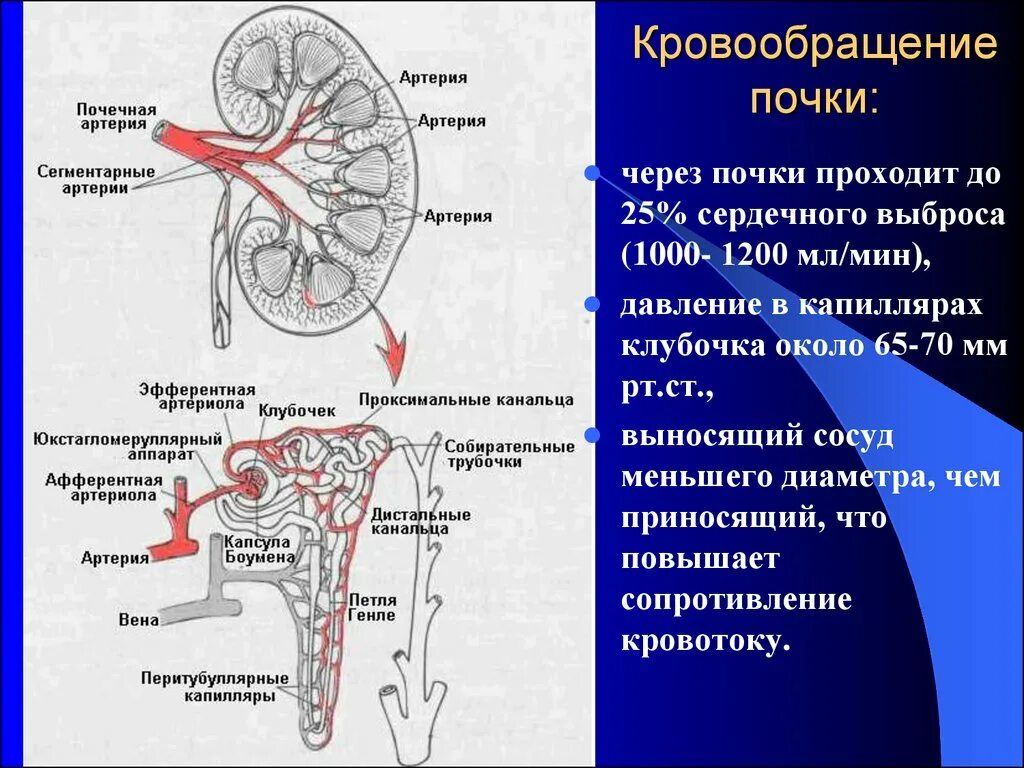 Почечные сосуды схема. Схема кровотока в почках. Кровеносная система почек человека. Строение кровеносной системы почки.