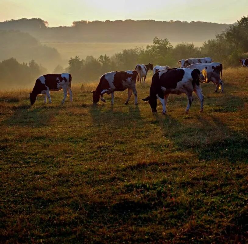 овцы на пастбище. пастбище просторы. пастбище свиданий. пастбище свиданий. пастбище свиданий.