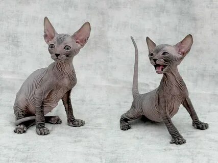 Котята сфинкс с шерстью