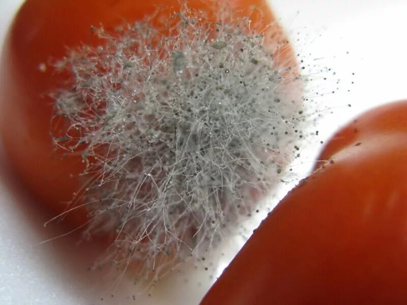 плодовая плесень. плесень на фруктах. плодовая плесень. плесневые грибы на продуктах. плесень на фруктах.