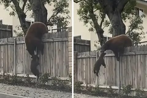 Не лазайте через забор
