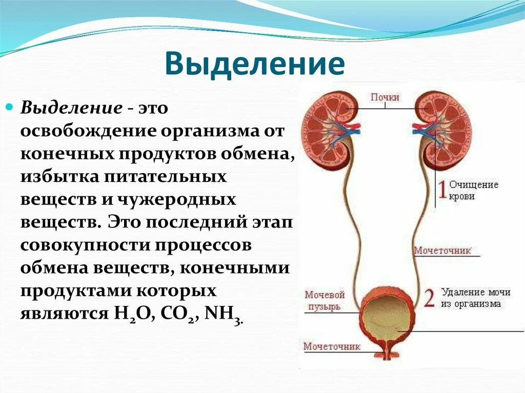 Вытекает моча почему