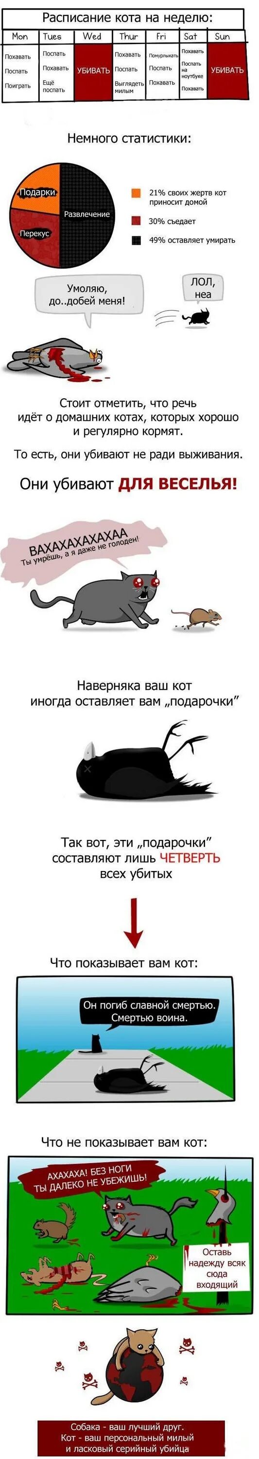 Кота нет неделю