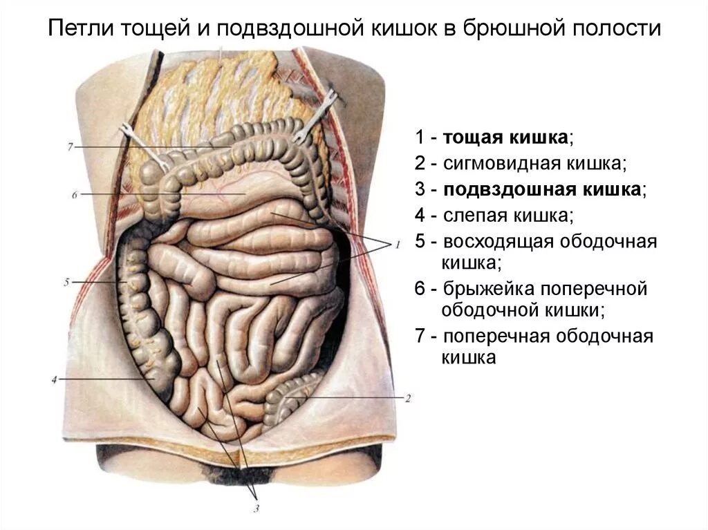 Двенадцатиперстная тощая подвздошная кишка. Тонкая кишка тощая подвздошная и. Отделы тощей и подвздошной кишки. Подвздошная, ободочная и слепая кишка. Терминальный отдел тонкой кишки схема.