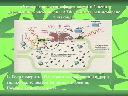 Фотосинтез цепь