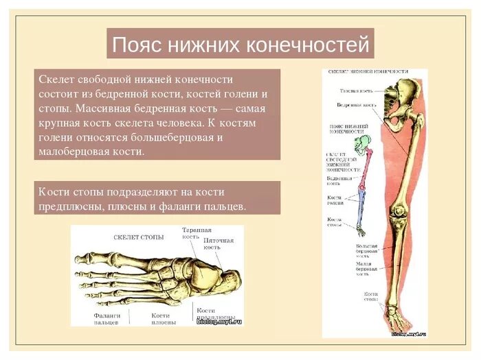 Функции костей конечностей. Скелет пояса нижних конечностей человека. Скелет пояса нижних конечностей и свободная нижняя конечность. Скелет свободной нижней конечности состоит. Скелет нижней конечности биология 8.