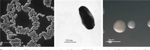 Rhizobium атомный номер вещества