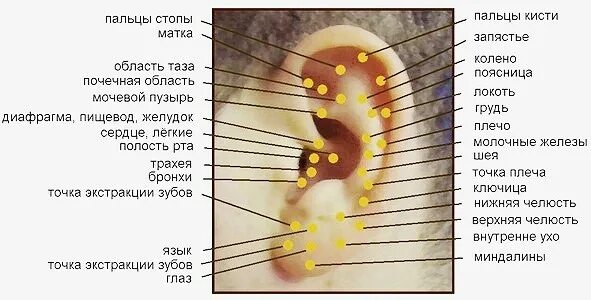 Прокол ушей по точкам. Прокол ушей по точкам