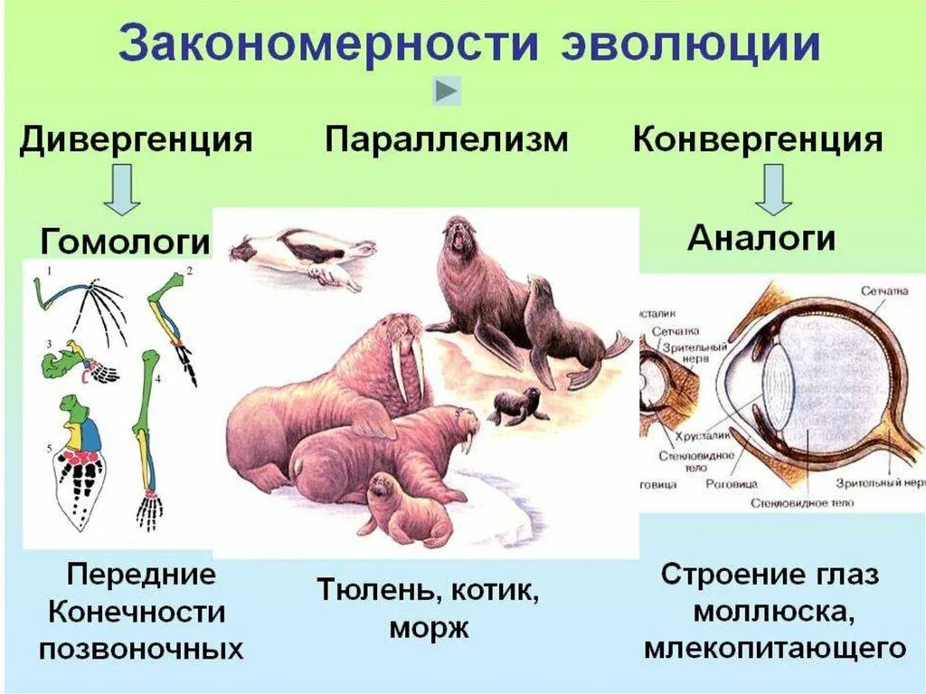 Примеры биологических изменений. Типы эволюционных изменений параллелизм конвергенция дивергенция. Дивергенция и конвергенция параллелизм в биологии. Эволюционные процессы конвергенция и дивергенция ЕГЭ. Закономерность эволюции конвергенция.