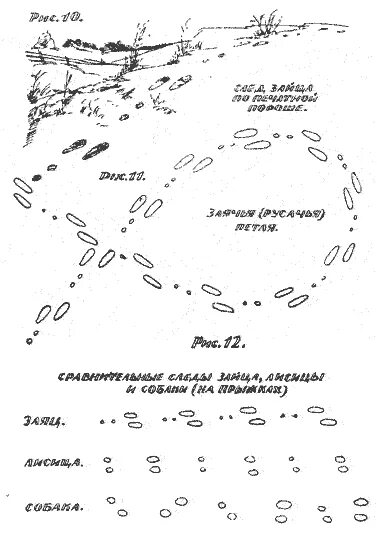 Тропление зайца зимой. Схема заячьих следов перед лежкой. Тропление зайца зимой. Тропление зайца беляка. Тропление зайца по снегу.