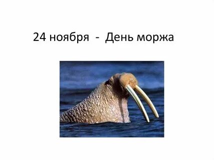 Слово моржи