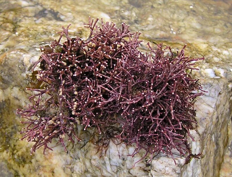 Пряным запахом водорослей