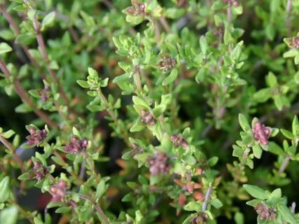Thymus vulgaris